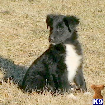 English Shepherd Puppies for Sale